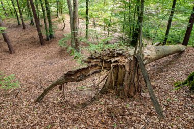 Ormanda büyük kırık bir ağaç. 