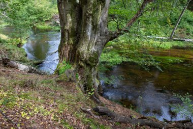 Nehirde yetişen eski yaprak döken ağaç.