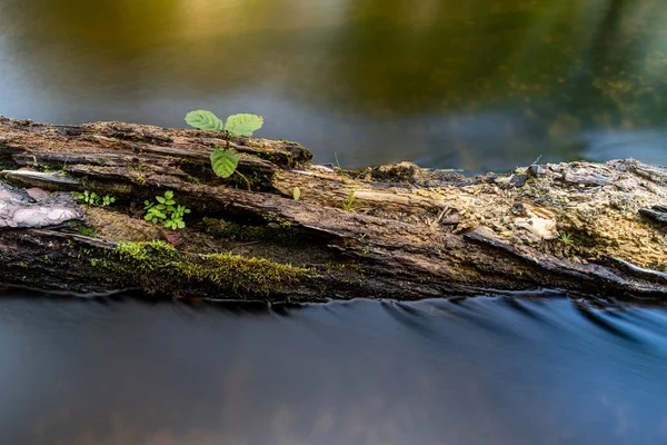 Uma pequena planta em um toco de árvore flutuando na água . — Fotografia de Stock