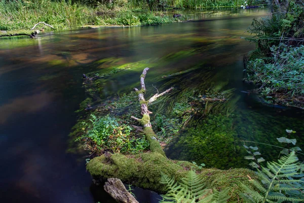 Un pequeño río en una hermosa reserva natural . —  Fotos de Stock