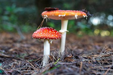 Ormanda büyüyen kırmızı şapkalı zehirli bir mantar. Toadst