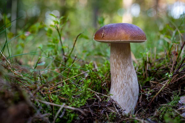 Boletus edulis roste v lese. Hřib edulis Bull v f — Stock fotografie