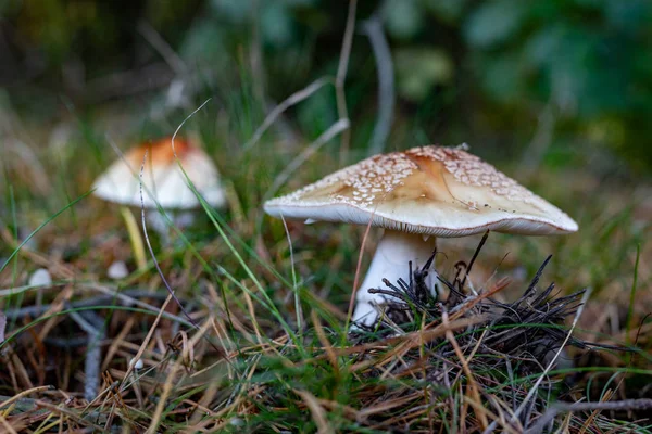 Trujący grzyb rośnie w lesie. Grzyby niejadalne gro — Zdjęcie stockowe