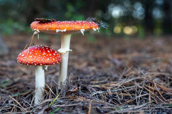 A poisonous mushroom with red hats growing in the forest. Toadst