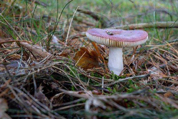 Cogumelo venenoso a crescer na floresta. Cogumelos irreversíveis gro — Fotografia de Stock