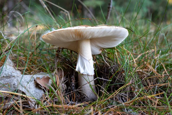 Poisonous mushroom growing in the forest. Inedible mushrooms gro