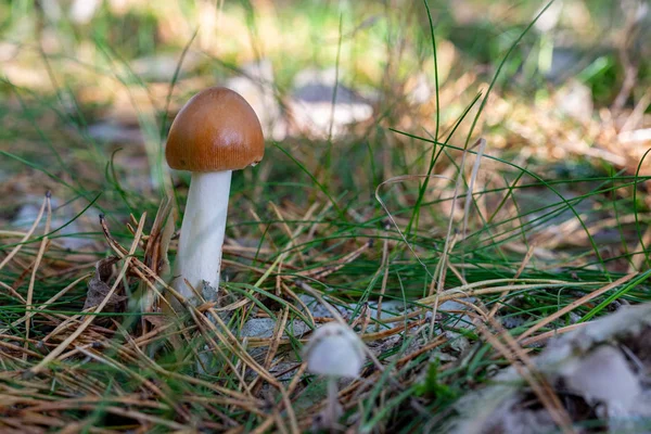 Jedovatá houba s červenými klobouky vyrůstající v lese. Toadst — Stock fotografie