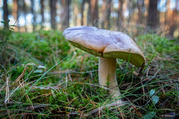 Boletus edulis rostoucí v lese. — Stock fotografie