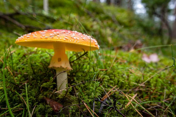Een giftige paddenstoel met rode hoeden die in het bos groeien. — Stockfoto
