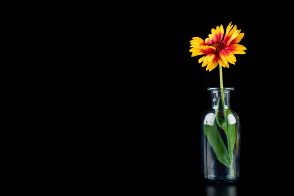 Fresh wild flowers in a glass vase on a dark table. Beautiful co — Stock Fotó
