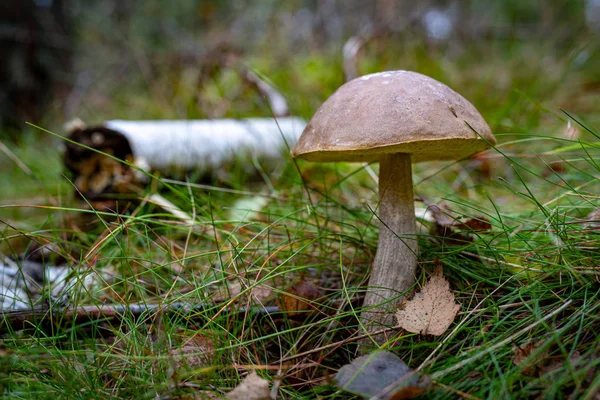 Kozácké houby v jehličnatých lesích. Vegetace ve forech — Stock fotografie