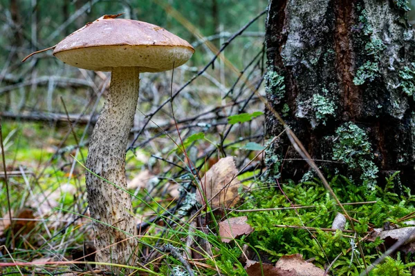 Kozackie grzyby w lesie iglastych. Roślinność w Fores — Zdjęcie stockowe