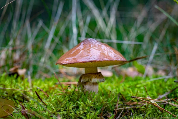 Козацький гриб у хвойному лісі. Рослинність у лісі — стокове фото
