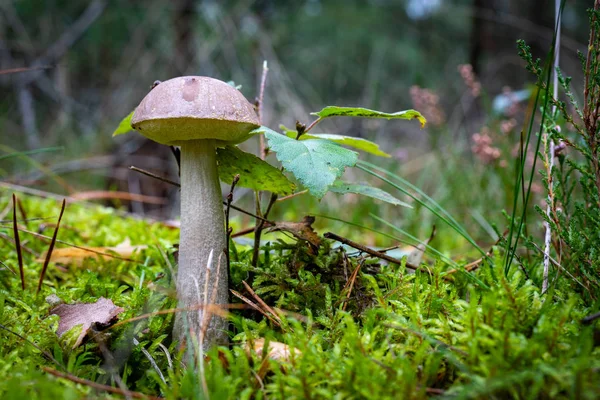 Kozácké houby v jehličnatých lesích. Vegetace ve forech — Stock fotografie