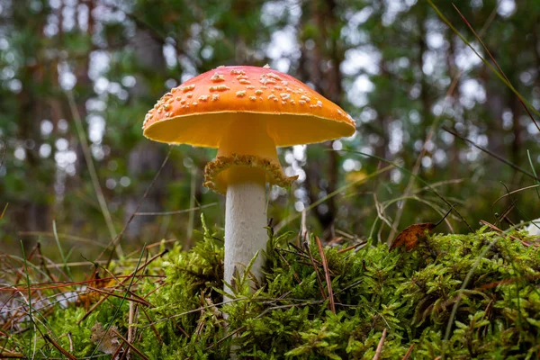 A poisonous mushroom with red hats growing in the forest. Toadst