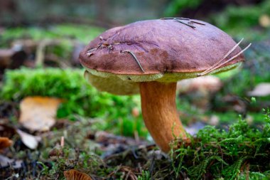 Ormanda yetişen güzel bir mantar.. 