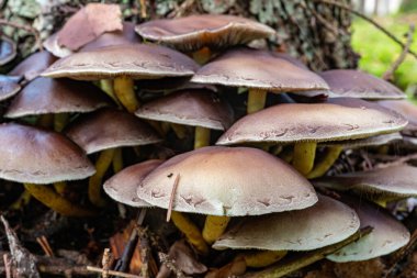 Eski ağaç gövdesinde yetişen küçük mantarlar. 