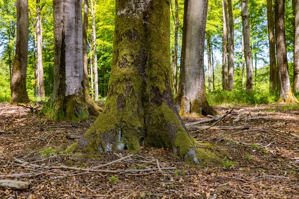 Laubbaumstamm Buchenrinde Einem Laubwald Frühlingszeit — Stockfoto