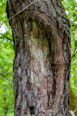 Hasarlı çam kabuğu. Ormandaki bir ağacın gövdesinden süzülen reçine. Yaz mevsimi.