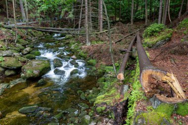 Dağlardan akan nehir. Su bir dağ bölgesinden akıyor. Yaz mevsimi.