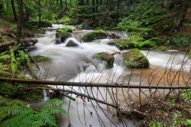 Dağ nehri bir orman bölgesinde akıyor. Dağlık arazide su yolu. Yaz mevsimi.
