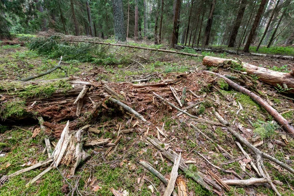 Vecchio Ramo Marcio Nel Bosco Tronco Legno Ricoperto Muschio Stagione — Foto Stock