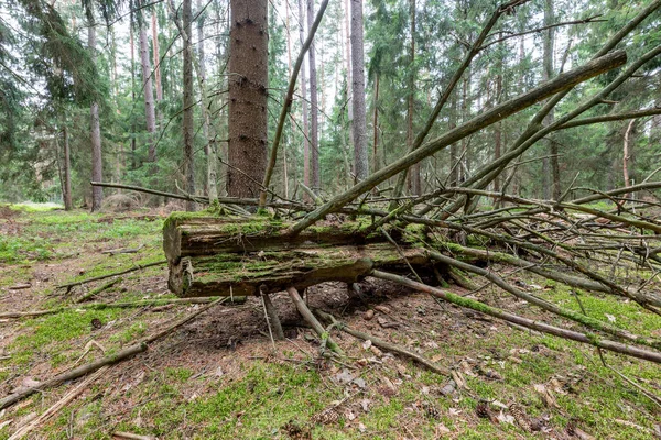 Gammal Rutten Gren Skogen Vedstock Överväxt Med Mossa Sommarsäsong — Stockfoto