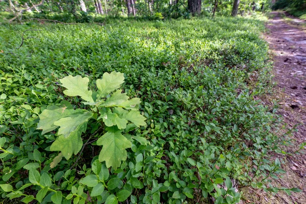 Mały Dębowy Krzak Iglasty Las Małe Drzewo Liściaste Rosnące Wysokim — Zdjęcie stockowe