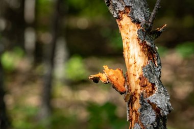 Genç bir ağacın çırpılmış kabuğu. Bir huş ağacında parçalanmış ağaç kabuğu. Yaz mevsimi.