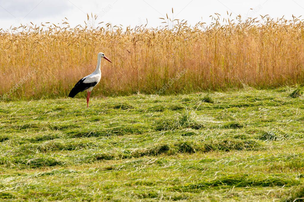 A stork on a freshly mowed meadow. A large bird in Central Europe. Summer season.