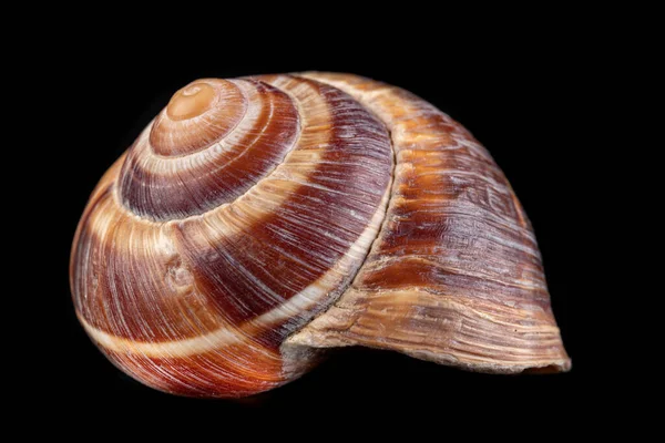 Empty Vine Snail Shell Shell Protects Swordfish Weather Dark Background — Stock Photo, Image