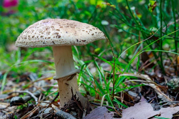 Kozalaklı Bir Ormanda Yetişen Zehirli Mantarlar Çimenlerde Renkli Mantarlar Sonbahar — Stok fotoğraf