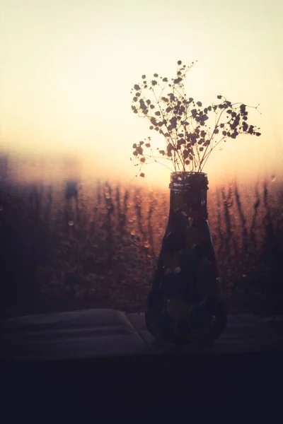 Vaso Com Flores Secas Pôr Sol — Fotografia de Stock