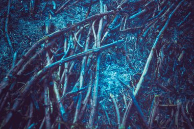 Yangın sonuçları. Kömür. Mavi tonlama. Kül