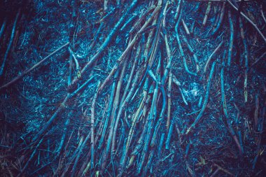 Yangın sonuçları. Kömür. Mavi tonlama. Kül