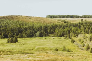 Yazın Steppe. Açık mavi gökyüzünün arka planında yeşil çimenler ve kır çiçekleriyle kaplı kumlu bozkır tepelerinin güzel bir alt manzarası. Arkaim rezervi.