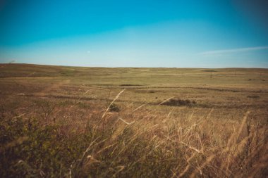 Yazın Steppe. Açık mavi gökyüzünün arka planında yeşil çimenler ve kır çiçekleriyle kaplı kumlu bozkır tepelerinin güzel bir alt manzarası. Arkaim rezervi.