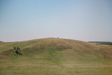 Yazın Steppe. Açık mavi gökyüzünün arka planında yeşil çimenler ve kır çiçekleriyle kaplı kumlu bozkır tepelerinin güzel bir alt manzarası. Arkaim rezervi.
