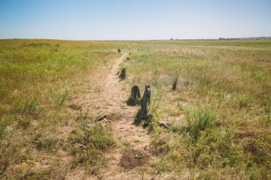 Yazın Steppe. Açık mavi gökyüzünün arka planında yeşil çimenler ve kır çiçekleriyle kaplı kumlu bozkır tepelerinin güzel bir alt manzarası. Arkaim rezervi.