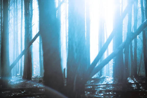 Kék Szín Titokzatos Köd Erdőben Kivonás — Stock Fotó