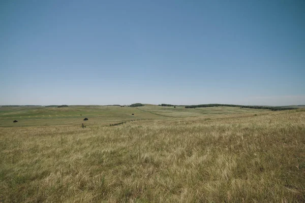 Yazın Steppe Açık Mavi Gökyüzünün Arka Planında Yeşil Çimenler Kır — Stok fotoğraf