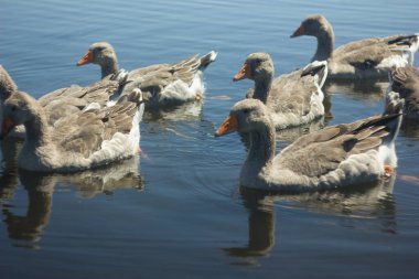 Arkaim arazisindeki gölün mavi sularında yüzen gri kazlardan oluşan bir aile. Büyük gri-kahverengi kazlar.
