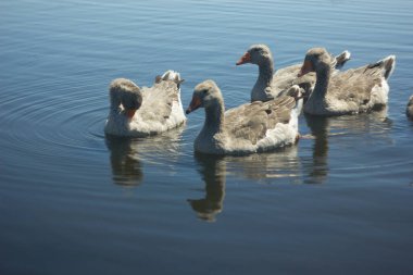 Arkaim arazisindeki gölün mavi sularında yüzen gri kazlardan oluşan bir aile. Büyük gri-kahverengi kazlar.