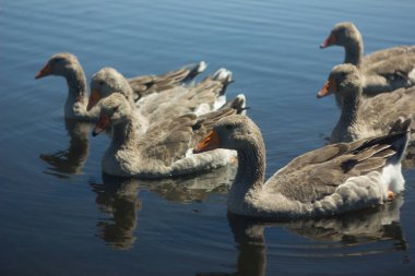 Arkaim arazisindeki gölün mavi sularında yüzen gri kazlardan oluşan bir aile. Büyük gri-kahverengi kazlar.