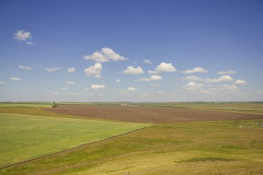 Yazın Steppe. Açık mavi gökyüzünün arka planında yeşil çimenler ve kır çiçekleriyle kaplı kumlu bozkır tepelerinin güzel bir alt manzarası. Arkaim rezervi.