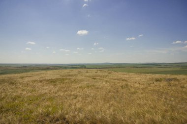 Yazın Steppe. Açık mavi gökyüzünün arka planında yeşil çimenler ve kır çiçekleriyle kaplı kumlu bozkır tepelerinin güzel bir alt manzarası. Arkaim rezervi.