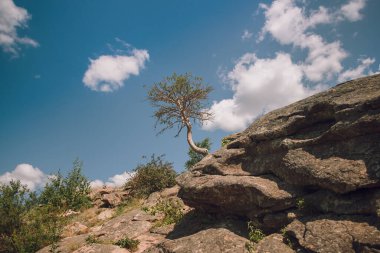 Yazın Steppe. Açık mavi gökyüzünün arka planında yeşil çimenler ve kır çiçekleriyle kaplı kumlu bozkır tepelerinin güzel bir alt manzarası. Arkaim rezervi.