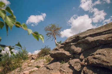 Yazın Steppe. Açık mavi gökyüzünün arka planında yeşil çimenler ve kır çiçekleriyle kaplı kumlu bozkır tepelerinin güzel bir alt manzarası. Arkaim rezervi.
