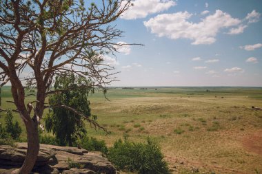 Yazın Steppe. Açık mavi gökyüzünün arka planında yeşil çimenler ve kır çiçekleriyle kaplı kumlu bozkır tepelerinin güzel bir alt manzarası. Arkaim rezervi.