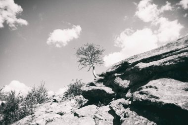 Yazın Steppe. Açık mavi gökyüzünün arka planında yeşil çimenler ve kır çiçekleriyle kaplı kumlu bozkır tepelerinin güzel bir alt manzarası. Arkaim rezervi.